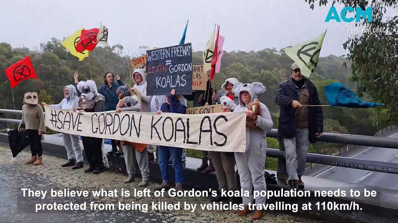 'Koalas' concerned about Gordon's koala population - The Courier - 28/04/2023