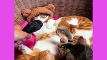 Best_Funny___Cute_Cats_Videos___Cute_Kitten🐶🐱_Part_1(360p)