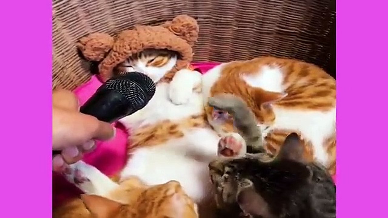 Best_Funny___Cute_Cats_Videos___Cute_Kitten%F0%9F%90%B6%F0%9F%90%B1_Part_1(360p)