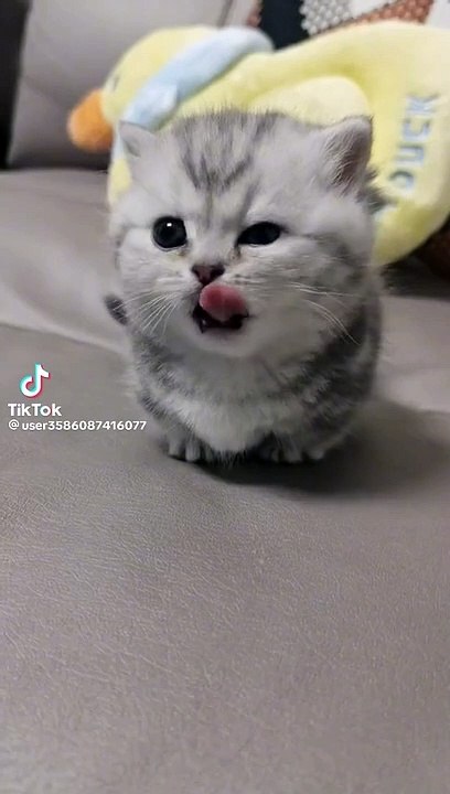 Grey cats