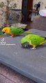 Sun conure parrots