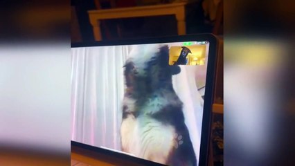 Short video \sa jokes,funny cats