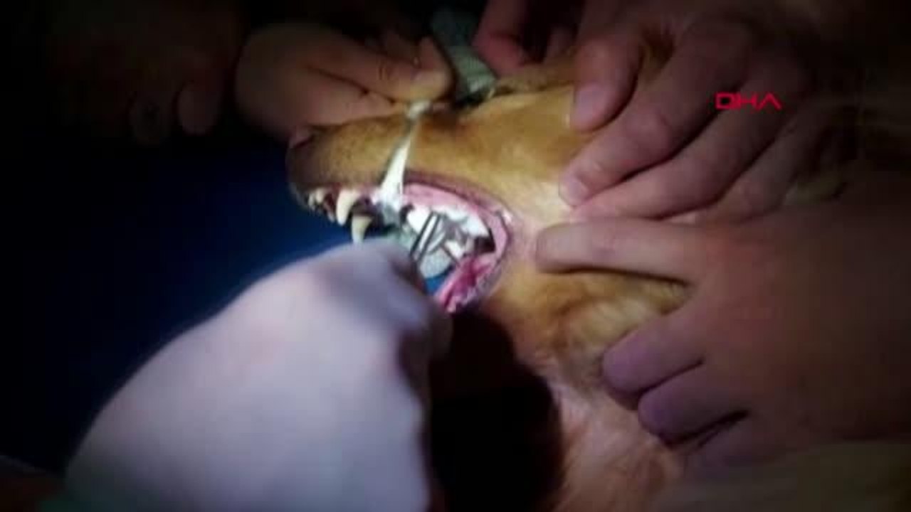 AZI DİŞİ KIRILAN KÖPEĞE KANAL TEDAVİSİ VE DOLGU YAPILDI - YENİDEN