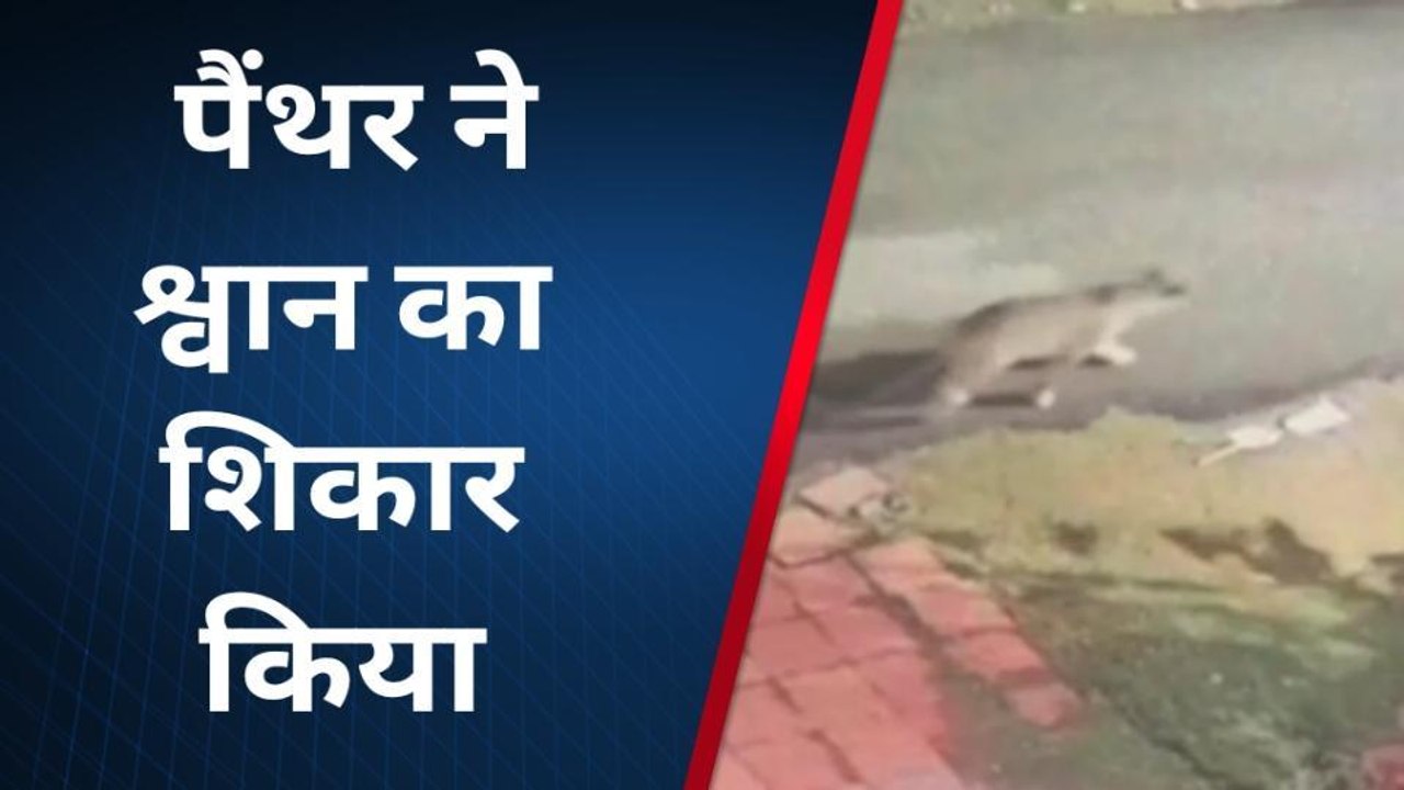 उदयपुर : पैंथर ने किया श्वान का शिकार, सीसीटीवी कैमरे में कैद हुई घटना