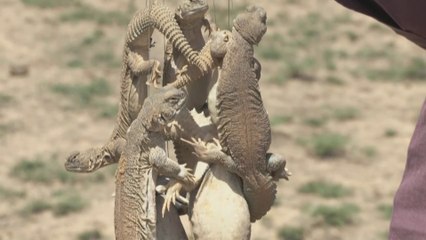 Le lézard "aphrodisiaque" victime de son succès au Pakistan