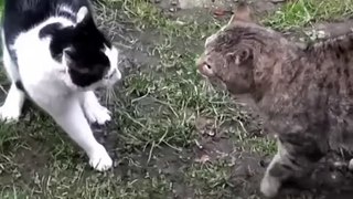cat fight _short _video(720P_HD)