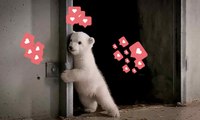 El bebé de oso polar que ha revolucionado las redes