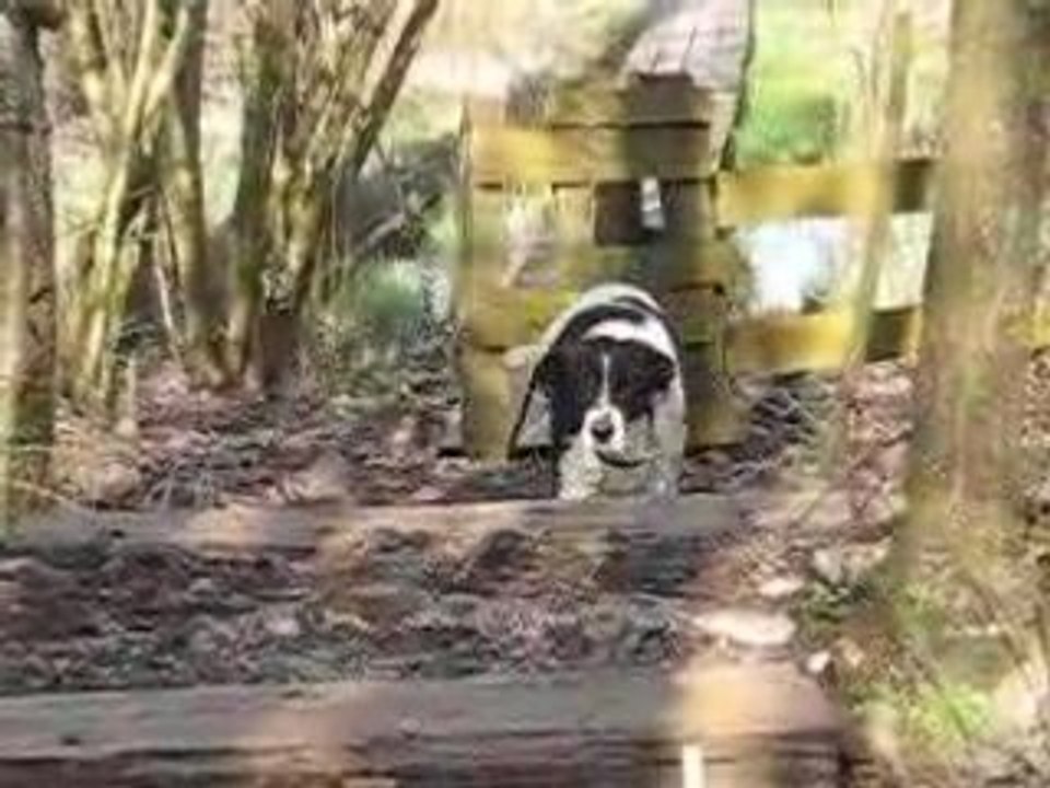 biscotte monte les escaliers 2