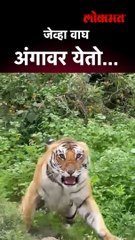 जेव्हा वाघ अंगावर येतो...