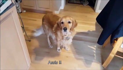 Hilarant : quand tu demandes à ton chien quel film regarder ce soir