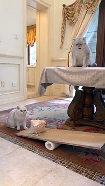 #Cute #funny #kitten ||Cute Cats Cots #billy #fyp || world funny kittens || Naughty Cats || #World kittens