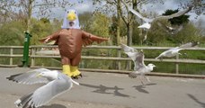 Un zoo britannique embauche des personnes pour se déguiser en oiseaux afin d'effrayer les mouettes