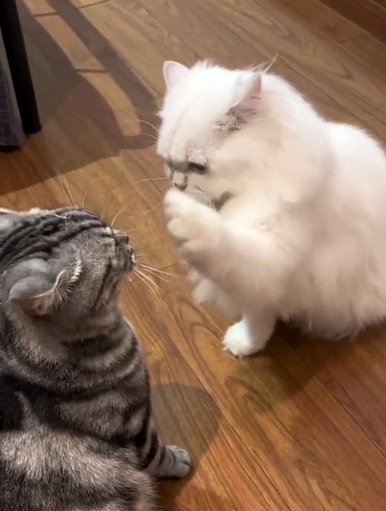 Cat's babies || Cute Cats Cots#billy || Kittens funny style || Dog Dogs || Animals