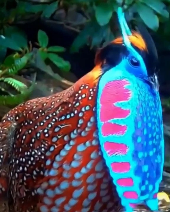 Beautiful Birds fish cats video original sounds video funny animals