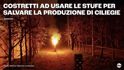 Costretti ad usare le stufe per salvare la produzione di ciliegie