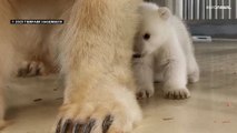 شاهد: فيديو لدب قطبي حديث الولادة في حديقة حيوانات بألمانيا
