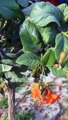 Cute animal । Funny cat's। Only  for Animal lover