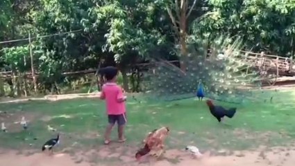 বিনপুর : ময়ূর দেখতে পর্যটকরা ভিড় করেন বেলপাহাড়ির পর্যটনস্থলে