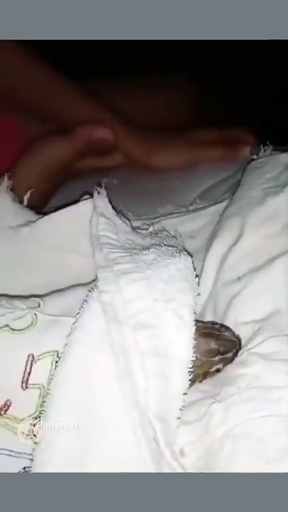 Cute animal । Funny cat's। Only  for Animal lover