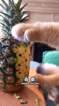 World funny kittens|| Naughty Cats || with hen|| Cute Cats Cots#billy || Tom and jerry || kids cartoon || Animals ||