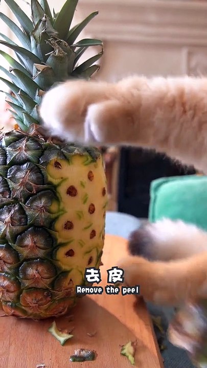 World funny kittens|| Naughty Cats || with hen|| Cute Cats Cots#billy || Tom and jerry || kids cartoon || Animals ||