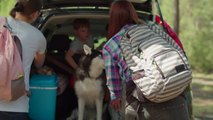 Cómo viajar con mascotas, en seis claves