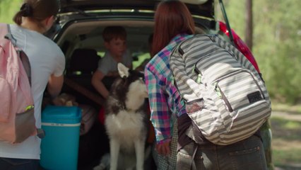 Cómo viajar con mascotas, en seis claves