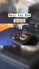 Funny cats have some super powers.  #shorts @viralhog