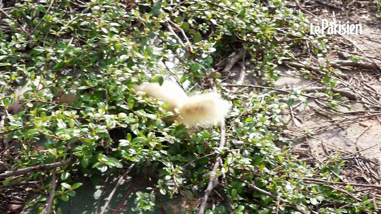 Prolifération des rats en ville : à Évry-Courcouronnes, on dératise à l'aide de... furets !