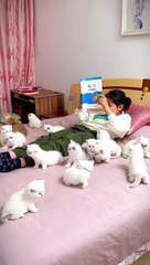 Cute Cats babies ||Cute Cats Cots#billy ||Tom and jerry ||Animals ||breed bred ||Cute Cats baby ||