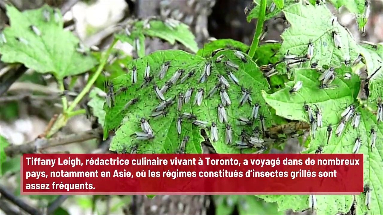Une mère donne des insectes à manger à son bébé !