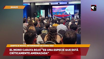 Congreso de Biodiversidad en Iguazú , Afirman que el mono caraya rojo “Es una especie que está críticamente amenazada”