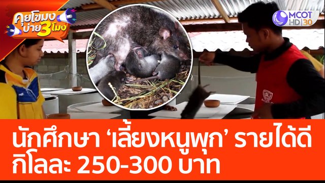 นักศึกษา เลี้ยงหนูพูกขาย รายได้ดีกิโลละ 250-300 บาท (28 เม.ย. 66) คุยโขมงบ่าย 3 โมง