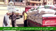 التموين : مطاحن مصر الوسطي تواصل استلام القمح المحلي من المزارعين
