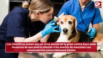 El virus mortal de la gripe canina podría infectar a los humanos