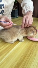 Animals vaccination | cats vaccines