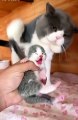 Mother cat vs kitten love | cute cats