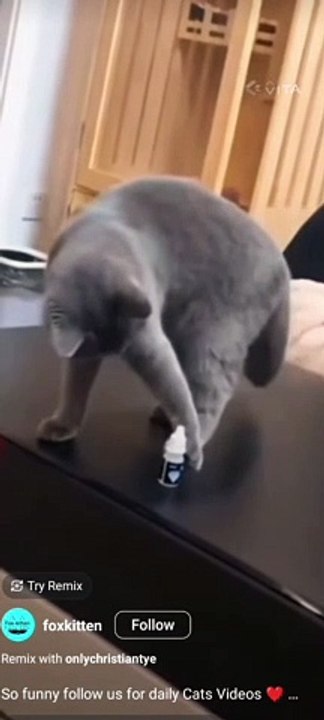 Funny pet's #6