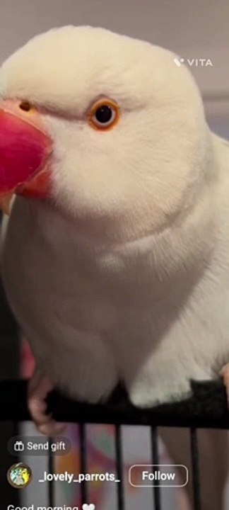 Funny pet's #4