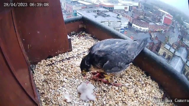 Peregrine feeds her two chicks for the first time