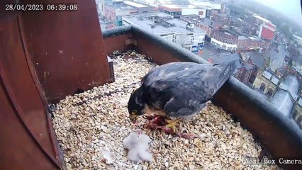 Peregrine feeds her two chicks for the first time
