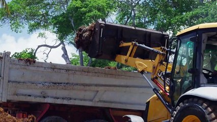 En Guadeloupe, les habitants résignés face au fléau des sargasses