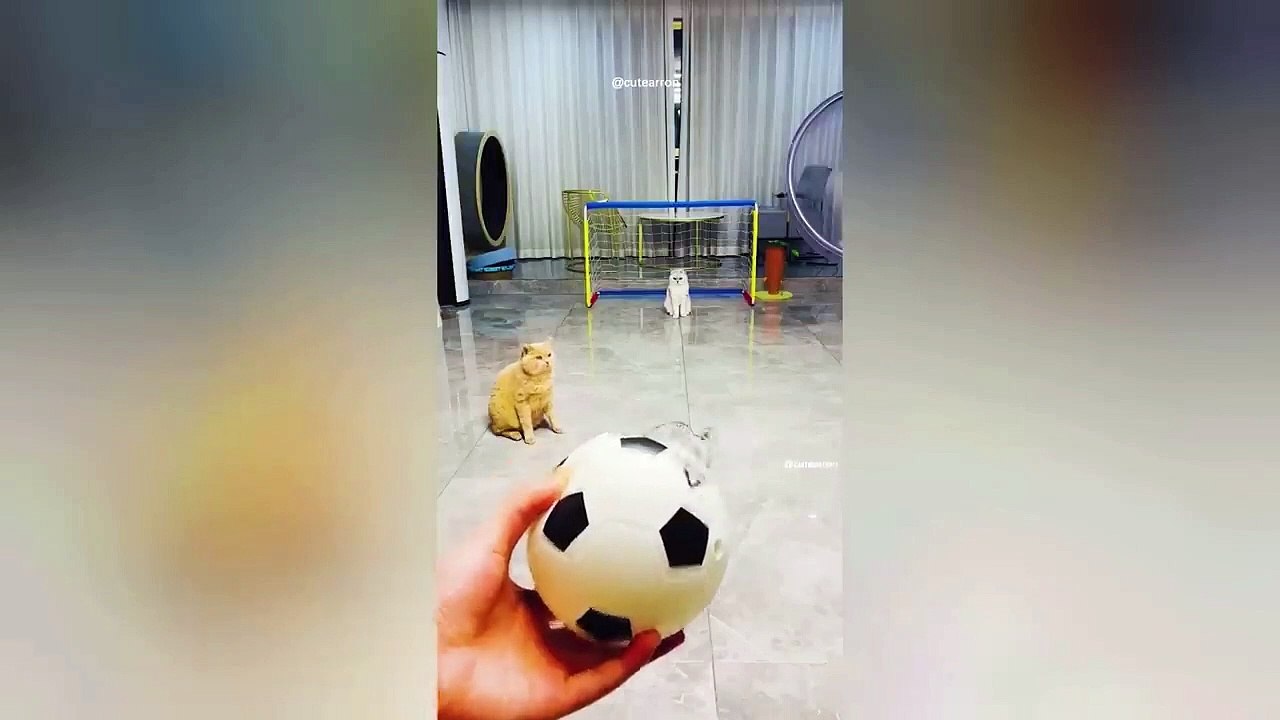 Ready to laugh  Funniest Animals Video - Best Cats  and Dogs Videos