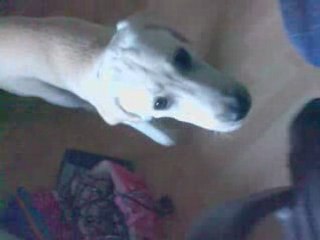 Cali, Mon Amour de Chien 23/03/2008