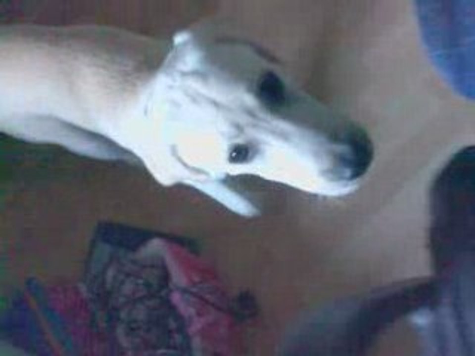 Cali, Mon Amour de Chien 23/03/2008