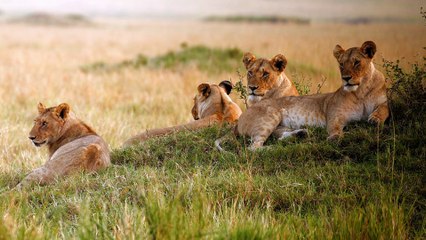 The Strongest LION PRIDE in Luangwa Valley - National Geographic Documentary 2020 (Full H.