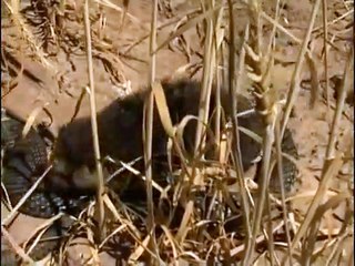 Animaux du désert : Le Cobra