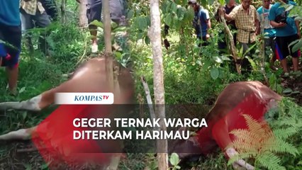 Geger Harimau Terkam Ternak, Bikin Warga Takut ke Kebun