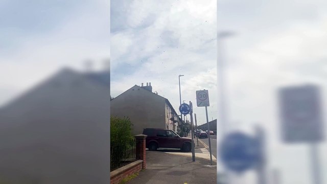 Bees swarming around Maidstone