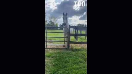 Ce cheval fait un sale coup à sa propriétaire